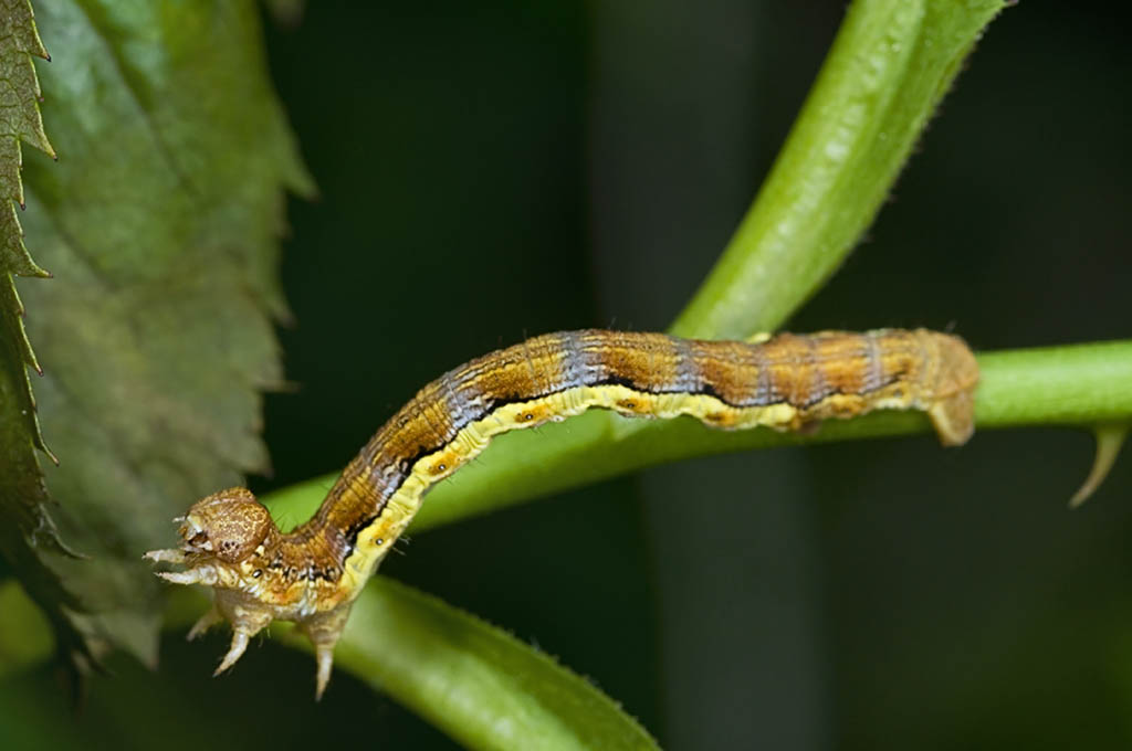 Geometride: Erannis defoliaria